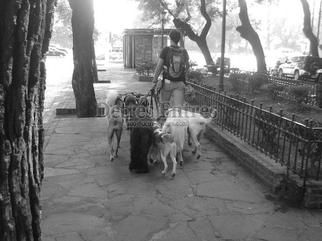 Paseando perros Arquitectura e interiorismo Blanco y Negro (Digital)