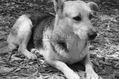 Perro