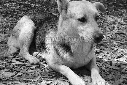 Perro