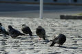 Palomas al sol
