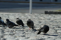 Palomas al sol