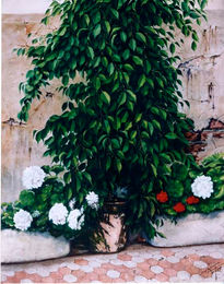 Ficus benjamin