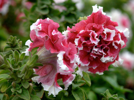 Acuarela en flor
