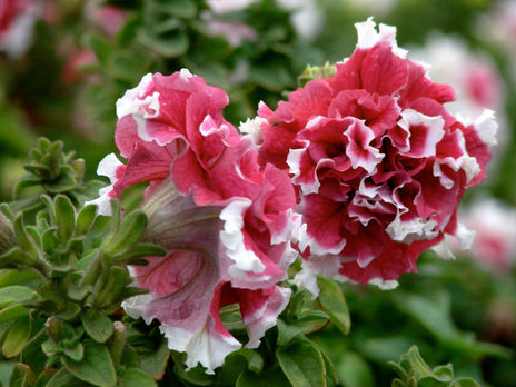 Acuarela en flor