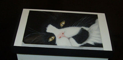 Caja De Gatito