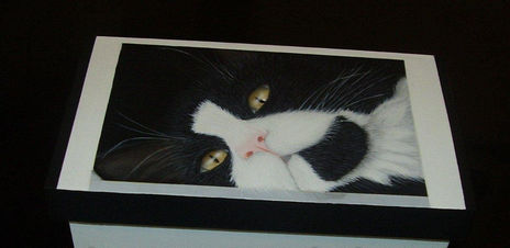 Caja De Gatito