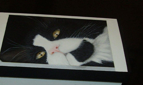 gatos