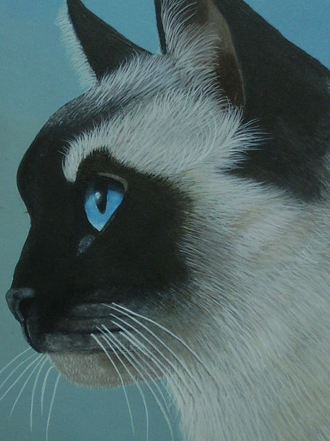 Gatito siames