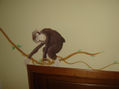chimp