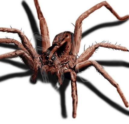Araña lobo (2006)
