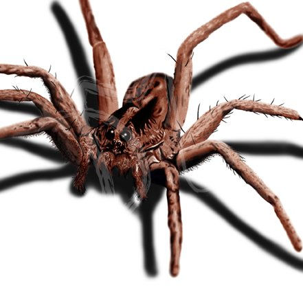 Araña lobo (2006)