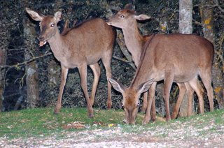 Cazorla y segura de la villas. 