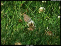 Mariposa