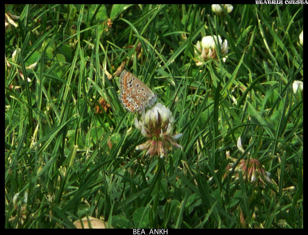 Mariposa 