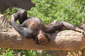 Chicas tomado el sol