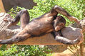 Chicas tomando el sol DOS