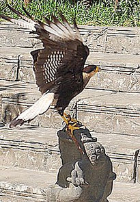 La figura zipitoste...