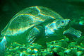 El Caparazon