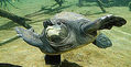 Galapagos