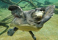 Galapagos dos