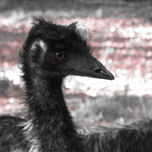 Animales thumbnail 1