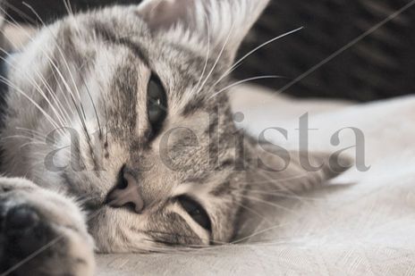 Gato