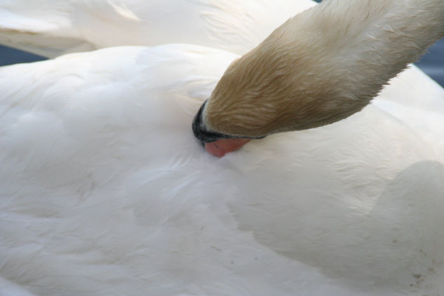 El cisne Nature Color (Digital)