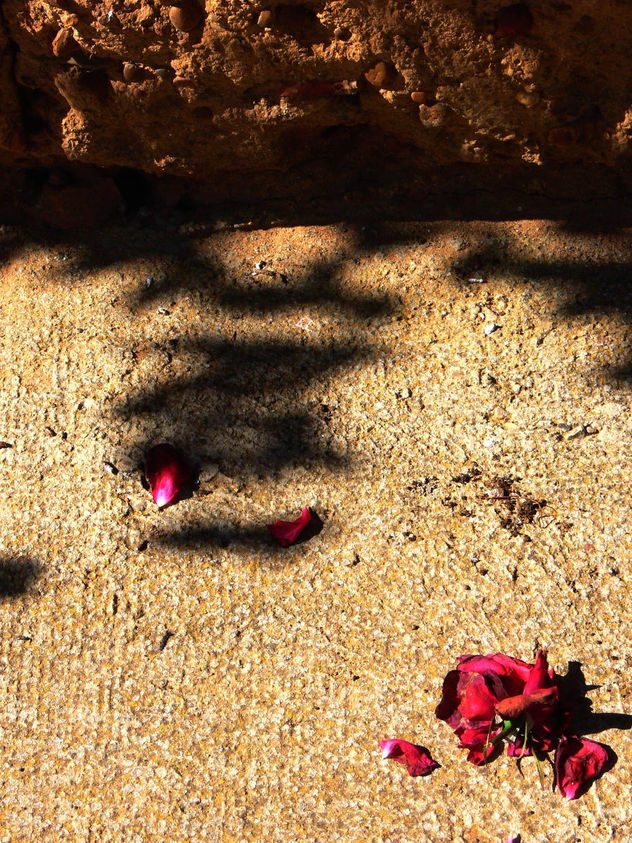 La rosa y la sombra