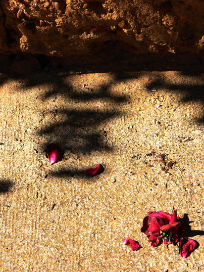 La rosa y la sombra Otras temáticas Color (Digital)