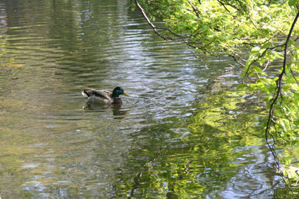 El estanque verde