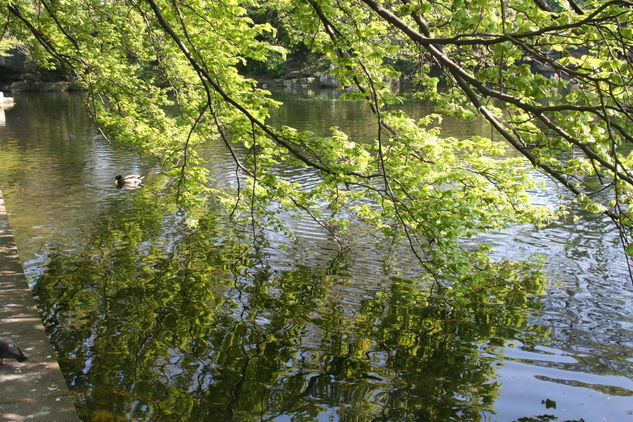 Reflexions, estanque, naturaleza, paisajes Nature Color (Digital)