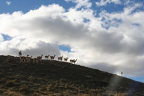 Guanacos