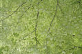 verde que te quiero verde