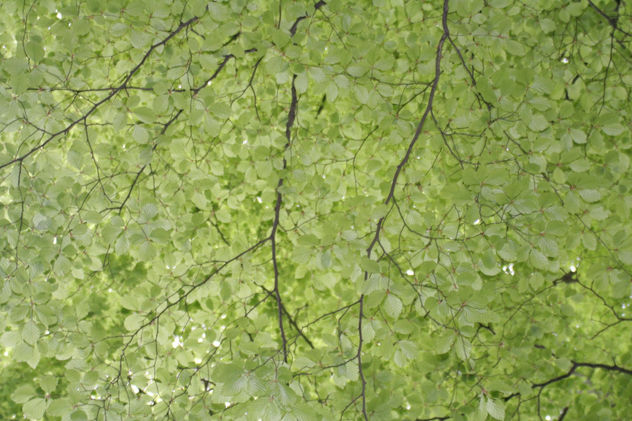 verde que te quiero verde