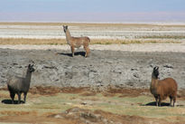 Llamas en el desierto