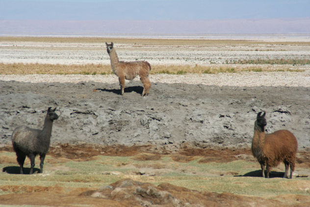 llamas en el desierto