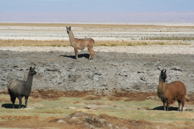 llamas en el desierto Architecture and Interiorism Black and White (Digital)