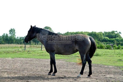 Caballo