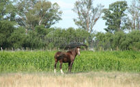 Caballo