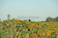 Girasoles