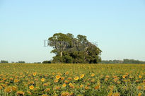 Campo de girasoles