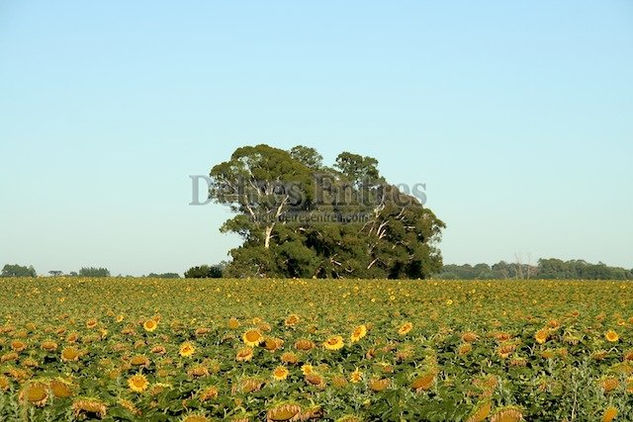 Campo de girasoles Architecture and Interiorism Black and White (Digital)