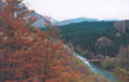 PUENTE