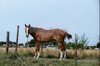 Caballo