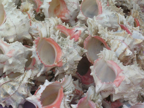 Caracolas
