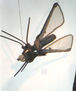 MOSCA NAPOLEONICA