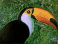 Tucán