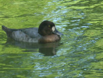 Como pato en el agua