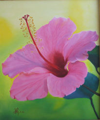 Hibiscus