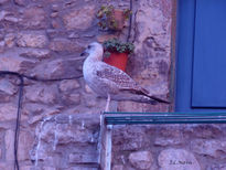 Gaviota en Tierra